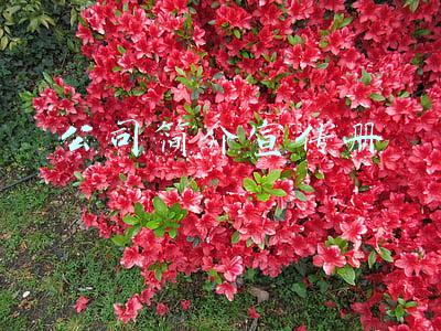 公司简介宣传册