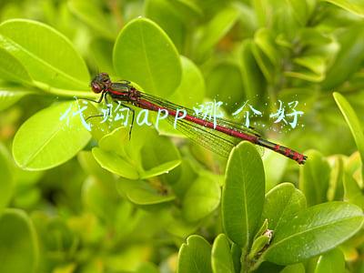 代购app哪个好