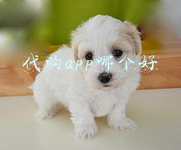 奢侈品代购app哪个好(COACH品牌与得物App达成官方合作，奢侈品品牌在中国加速数字化)