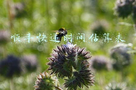 顺丰快递时间估算表