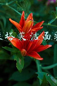 丝塔芙洁面乳