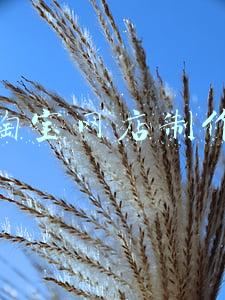 淘宝网店制作