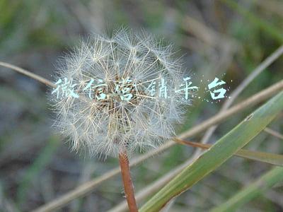 微信营销平台