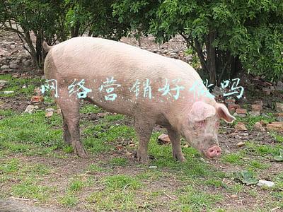 网络营销是做什么的(什么是网络营销？)
