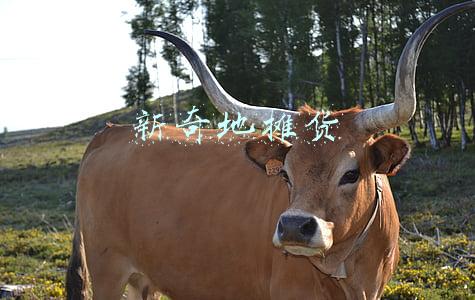 新奇地摊货
