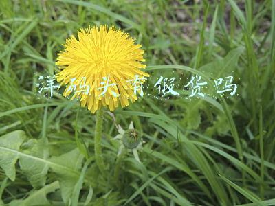 洋码头有假货吗