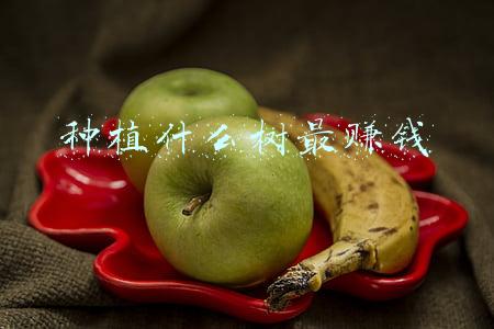 银杏树的种植与管理(银杏树怎么种植)