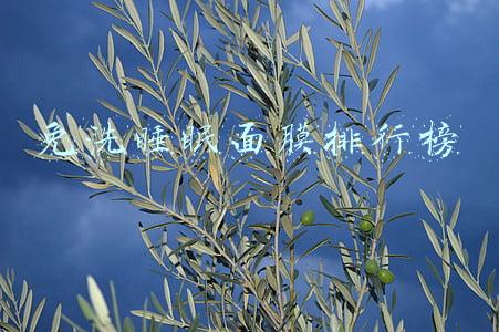 免洗睡眠面膜排行榜