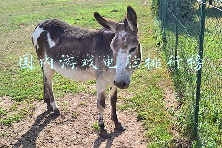 国内游戏电脑排行榜