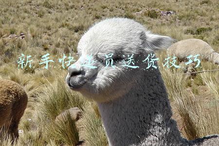 新手快递员送货技巧