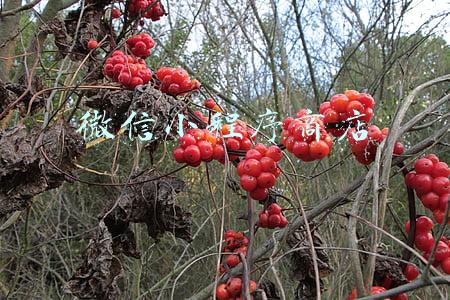 微信小程序商店靠谱吗(西安多人上当！99元买米面油礼包却收不到货 微信小程序涉嫌诈骗)