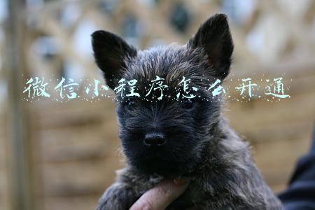 微信小程序怎么开通