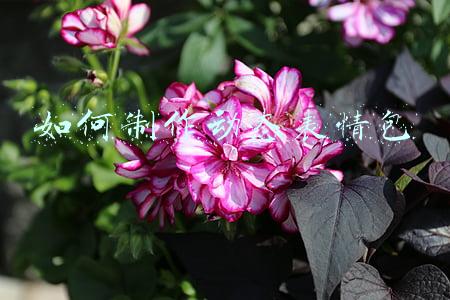 如何制作动态表情包