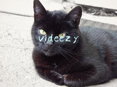 videezy