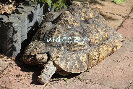 videezy