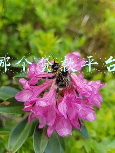 网上贷款平台哪个靠谱容易通过(哪些贷款平台比较靠谱，平安好贷APP不止靠谱，快速便捷好选择)