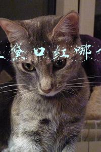 雅诗兰黛口红哪个色号最火659(大牌美妆新春限定款扎堆拼多多年货节，“红色”成90后年货清单关键词)
