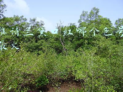 雅诗兰黛口红哪个色号最火