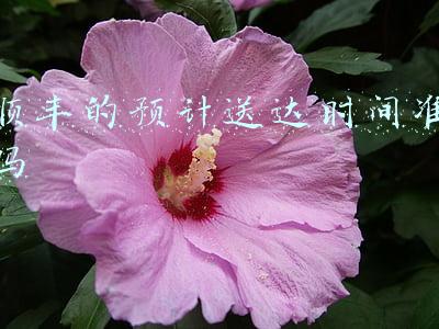 顺丰的预计送达时间准吗