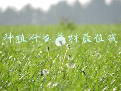 种植什么药材最值钱