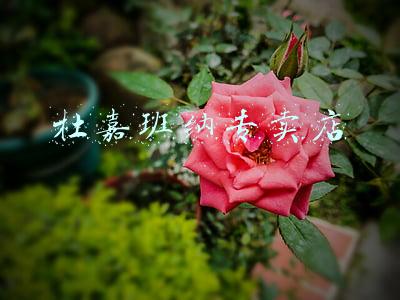 杜嘉班纳专卖店