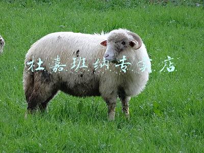 杜嘉班纳专卖店
