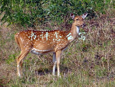 书评怎么写500字(不会写书评？别担心，这里有方法和模板)