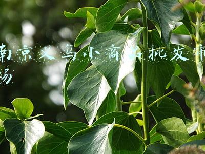 南京义乌小商品批发市场疫情(南京秦淮区通报在外地来宁返宁人员核酸检测中发现1例阳性)