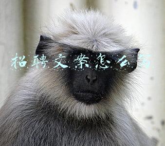 招聘文案怎么写
