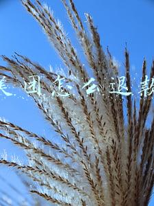 美团怎么退款