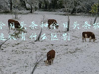 今日头条和今日头条极速版有什么区别