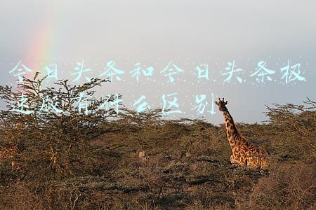今日头条和今日头条极速版有什么区别