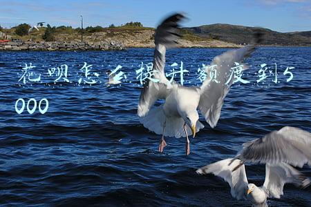 花呗怎么提升额度到5000