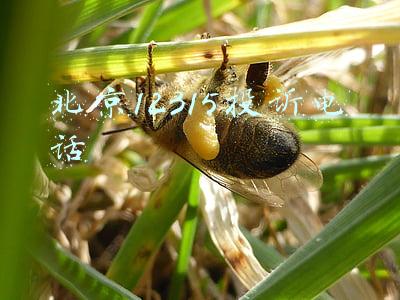 北京12315投诉电话打不通(“北京市接诉即办工作条例”审议之观察——市民服务热线12345的数字内涵)