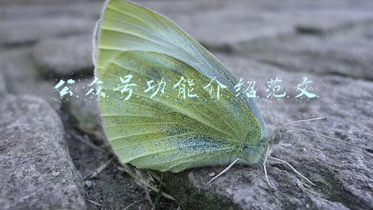公众号功能介绍范文