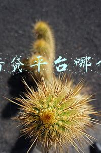 网上借贷平台哪个好借(网贷什么口子容易下款？)