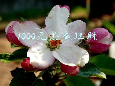 1000元怎么理财