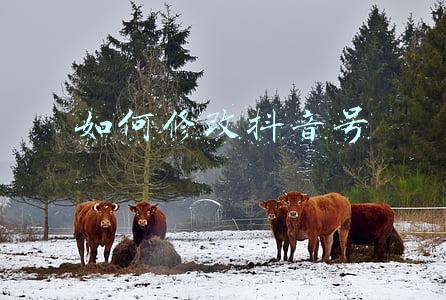 如何修改抖音号