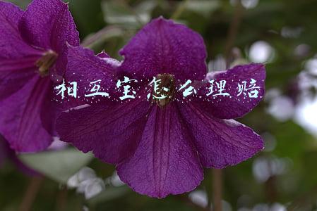 相互宝怎么理赔