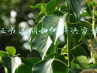 证书过期如何解决方法