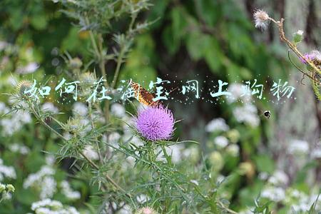 如何在淘宝网上购物