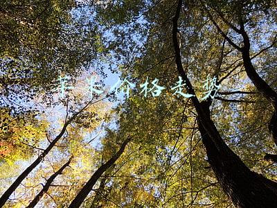 苹果价格走势