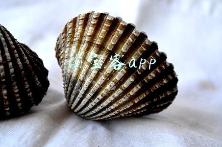 淘宝客app