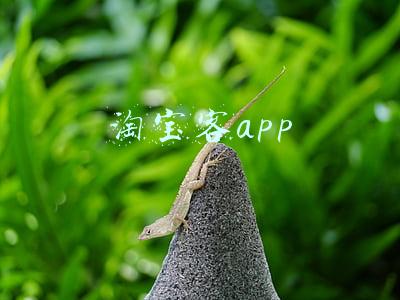 淘宝客app
