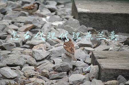 怎么代理代理燕兰熹