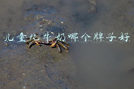 儿童纯牛奶哪个牌子好