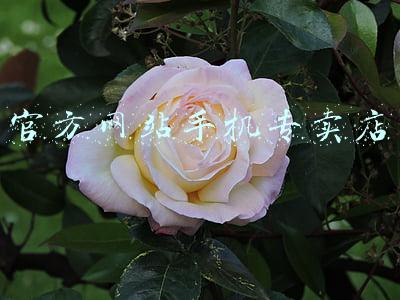 官方网站手机专卖店