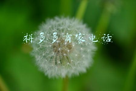 拼多多商家电话