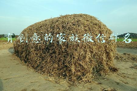 有创意的家族微信群名