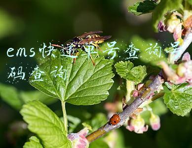 ems快递单号查询号码查询